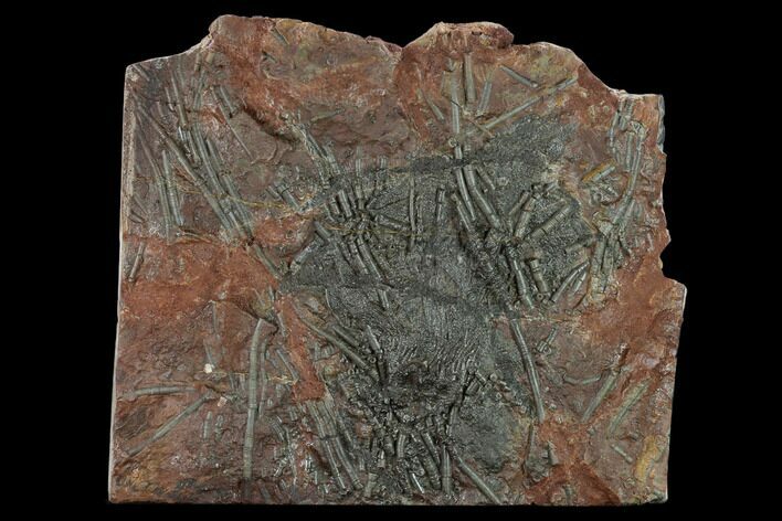 Silurian Fossil Crinoid (Scyphocrinites) Plate - Morocco #134246